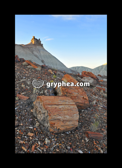 Petrified logs (Petrified forest NP, Arizona, USA) - gryphea.com